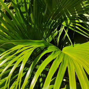 操操鲁操鲁鲁鲁
